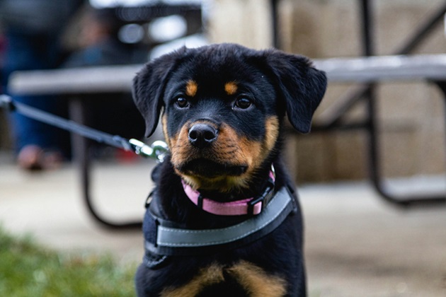 Rottweiler online purchase in Kolkata