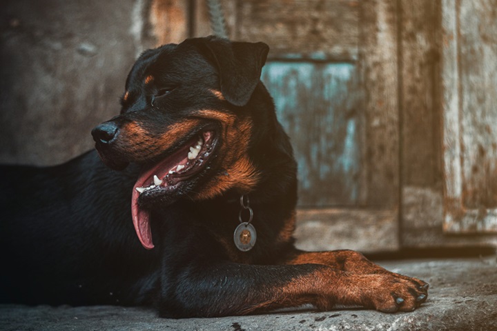 Rottweiler male puppy price in Kolkata