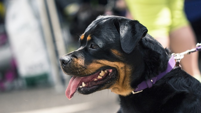 Rottweiler male puppy price In India