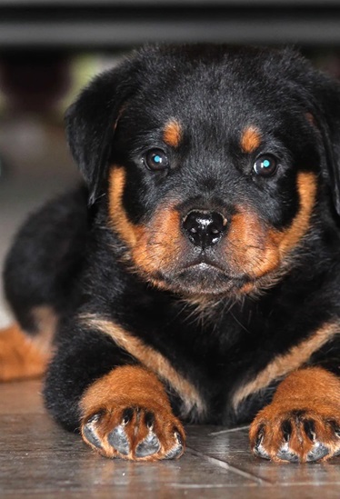 Rottweiler puppy Price in india