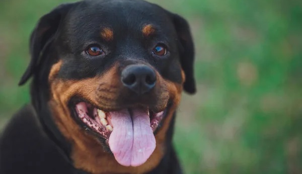 Important Considerations Before Bringing A Rottweiler