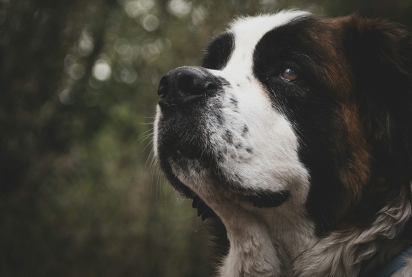 Saint Bernard dog kennel In india