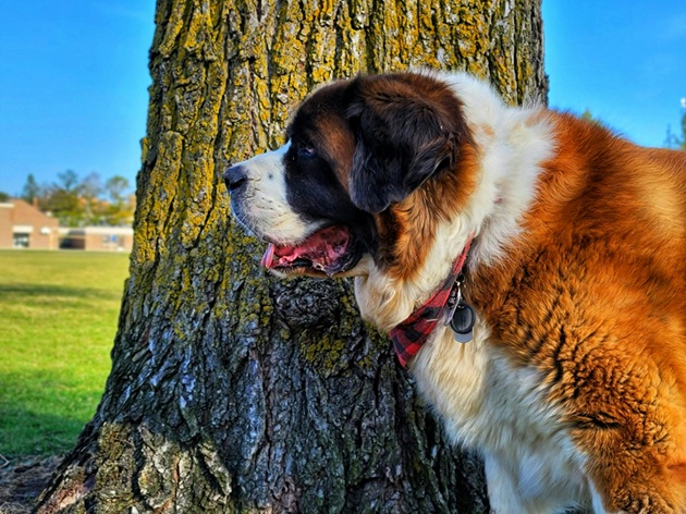 Saint Bernard dog price In India