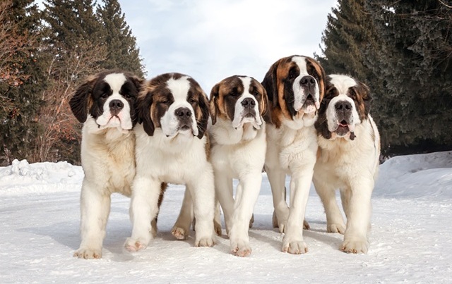 Buy Saint Bernard dog online In India