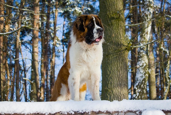 Saint Bernard male Puppy Price In india