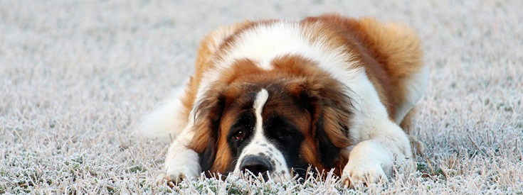 Saint Bernard puppy for sale In India