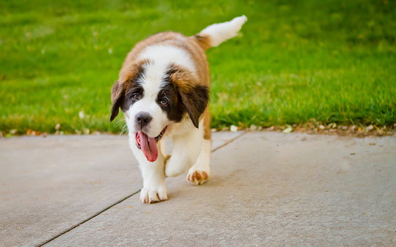 Saint Bernard puppy price In India