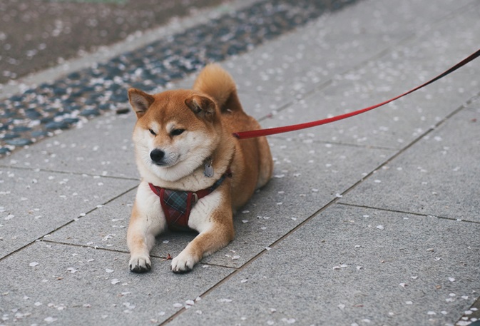 Shiba Inu dog price In India