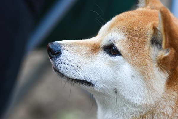 Shiba Inu puppy for sale In India