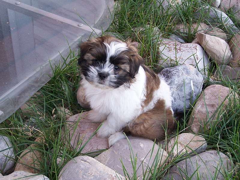 shih tzu puppies for sale online