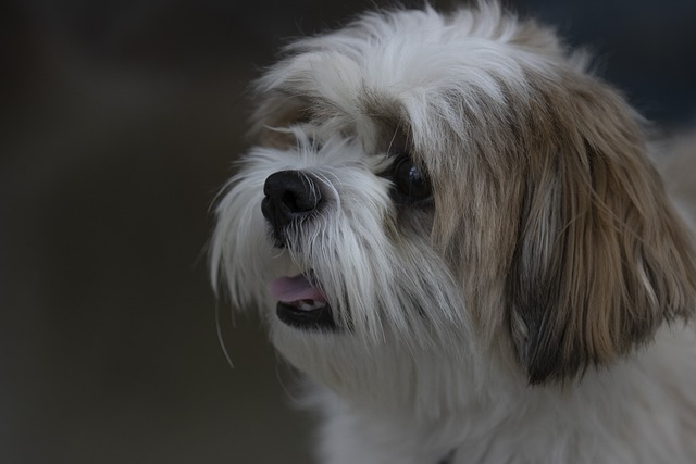 Shih Tzu dog kennel in pune