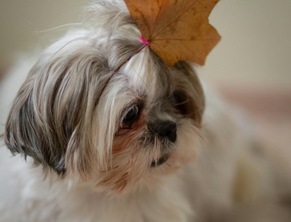 Shih Tzu dog for sale online in Goa