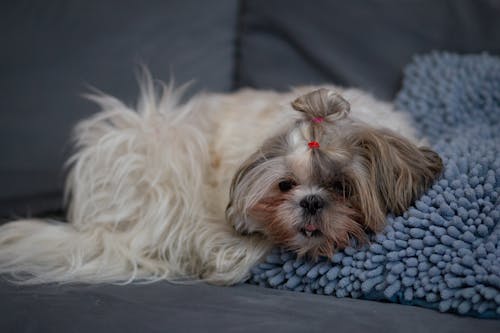 Buy Shih Tzu puppies online in Goa