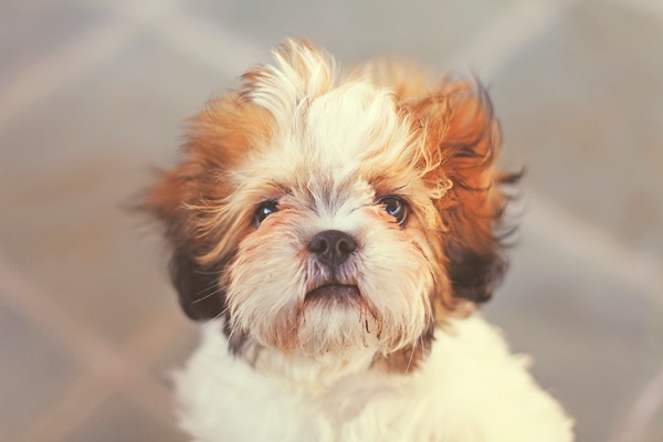 Shih Tzu online purchase in Kolkata