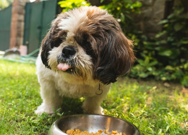 Shih Tzu male puppy price in Kolkata