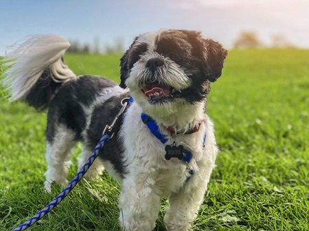 Shih Tzu dog for sale online in Kolkata