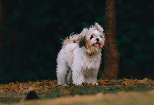 Buy Shih Tzu puppies online in Kolkata