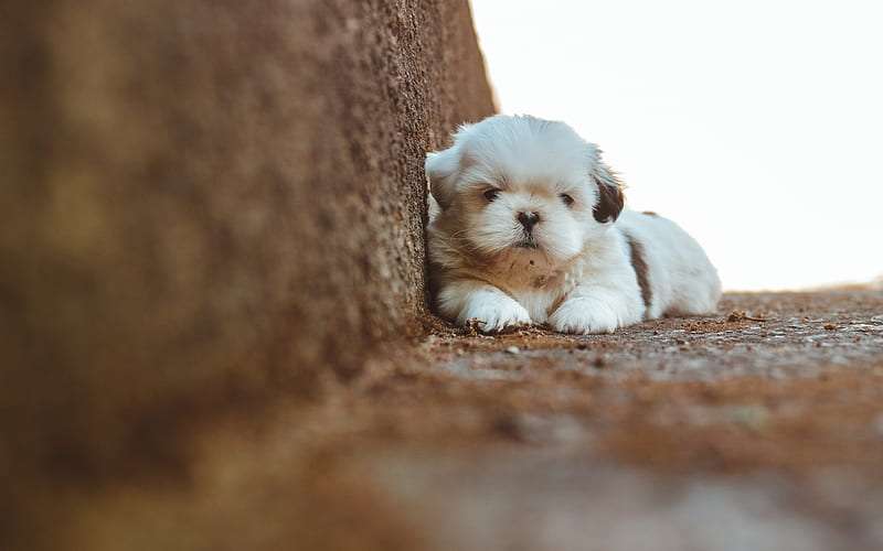 shih tzu price in bangalore