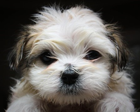 Shih Tzu price in pune