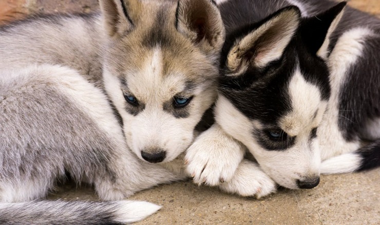 Siberian Husky male puppy price in Kolkata