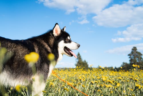 Siberian Husky dog for sale online in Kolkata