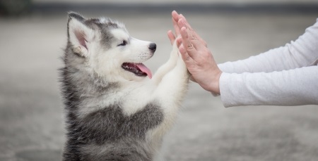 Benefits of getting Siberian Husky in india