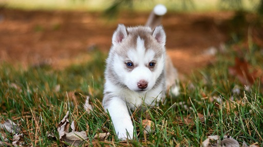 Siberian Husky dog for sale In India