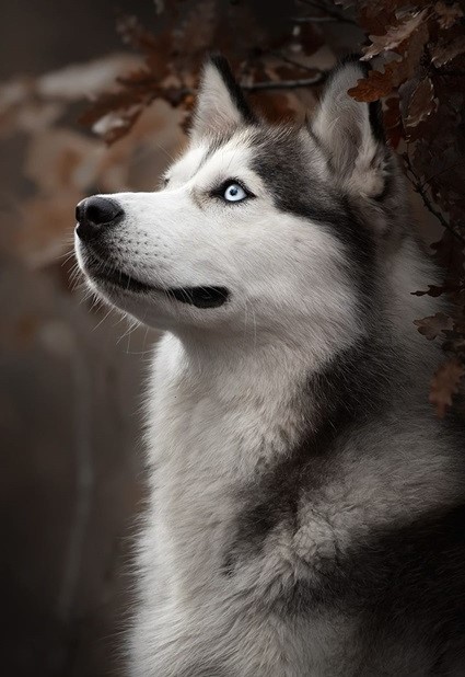 siberian husky dog kennel in india