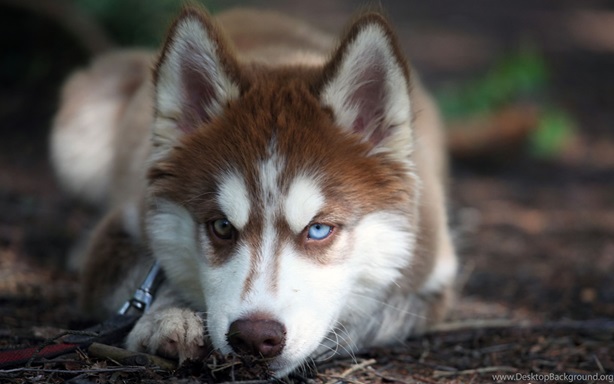 Siberian Husky dog price In India