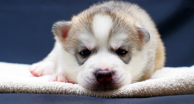 Interesting Facts About Siberian Huskies