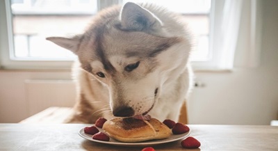 Age-wise food and care of Siberian Husky in India