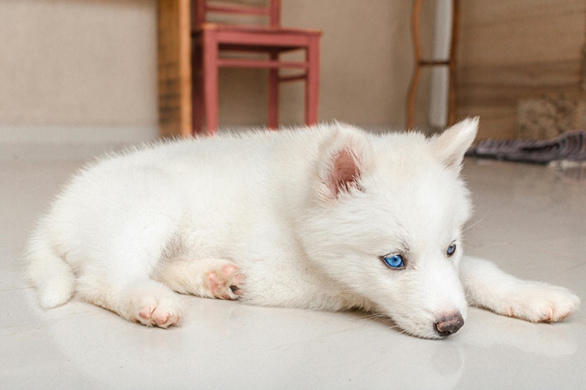 Siberian Husky online purchase in Goa