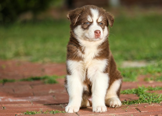 Siberian Husky white puppy price in Goa