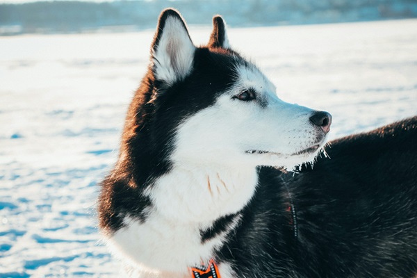 Buy Siberian Husky puppies online in Goa