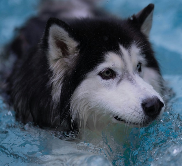 Siberian Husky dog for sale online in Goa