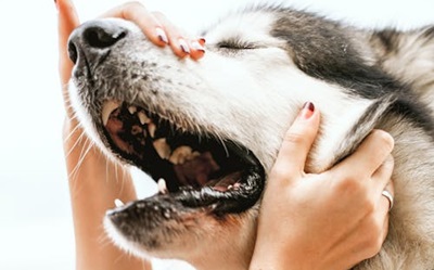 Major Health Problems For Siberian Huskies in India