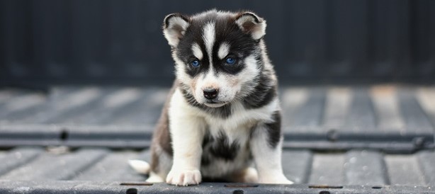 siberian husky price in india