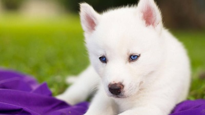 Important Considerations Before Bringing A Siberian Husky