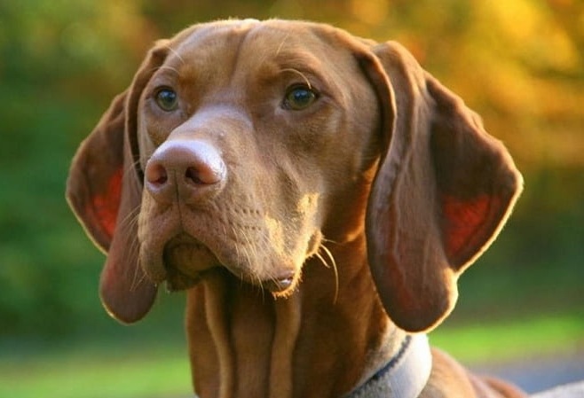 Vizsla dog price In India