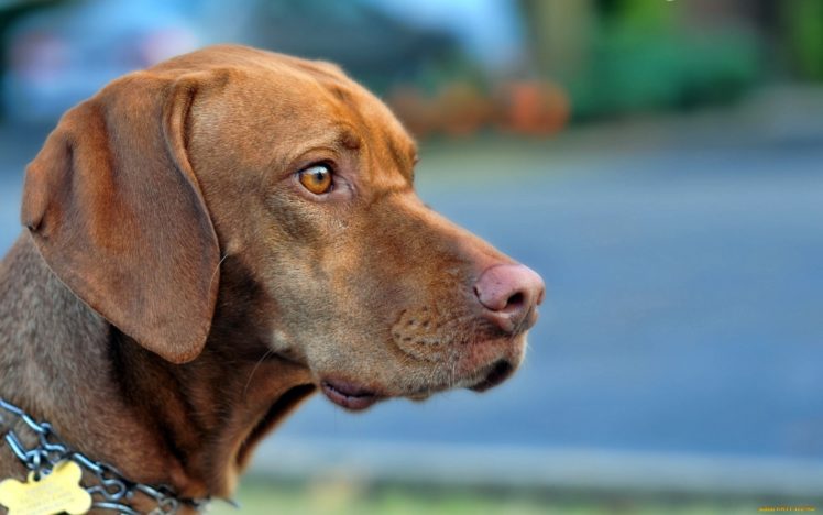 Vizsla puppy price In India