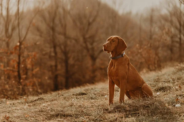 Vizsla dog kennel In india