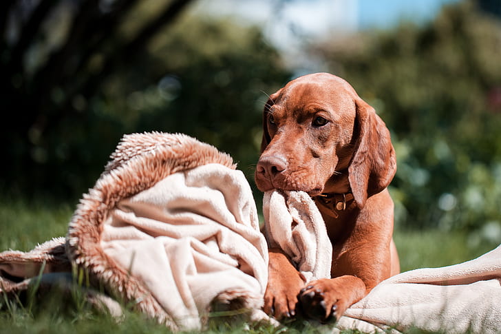 Buy Vizsla dog online In India