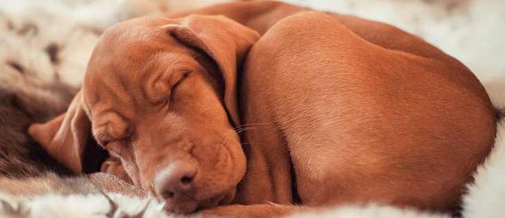 Vizsla puppy for sale In India