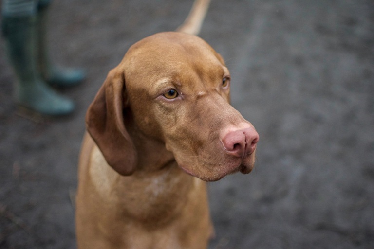 Vizsla male Puppy Price In india