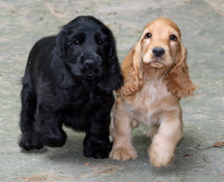 Cocker Spanial Puppies | Cocker Spanial Puppies Sale Mumbai