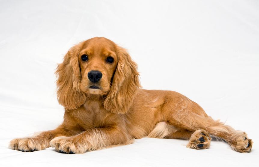 Dog breeds for sale In Chennai