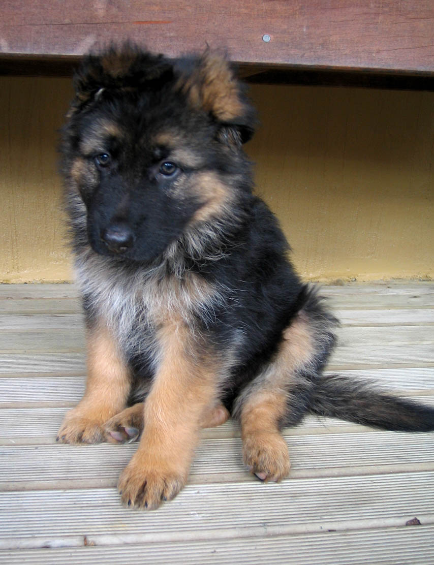 german shepherd female puppy