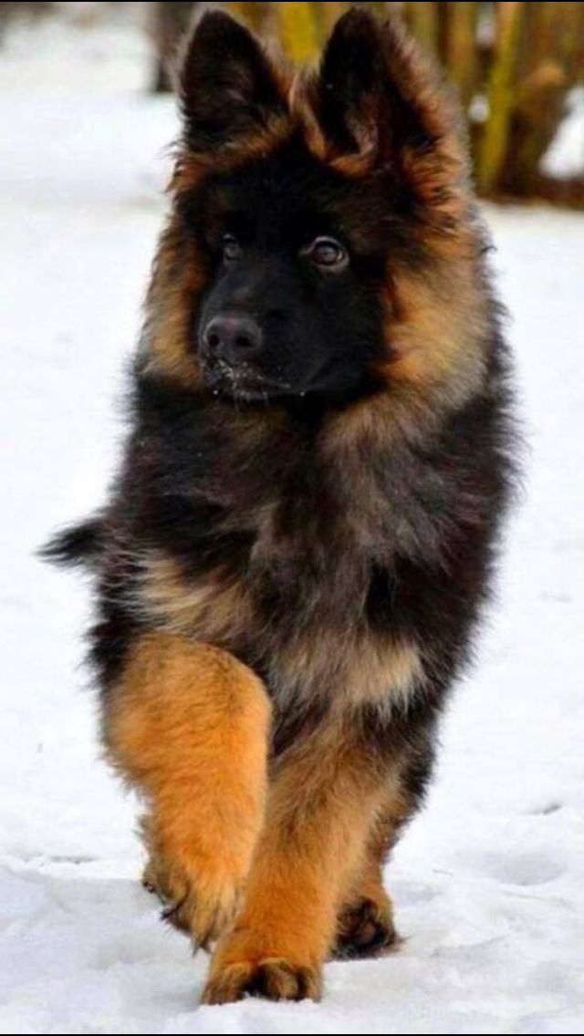 german shepherd male puppy