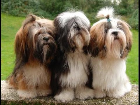 Tibetan lhasa dog store price