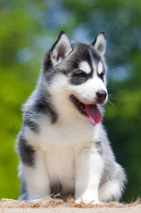 Siberian Husky price in Bangalore